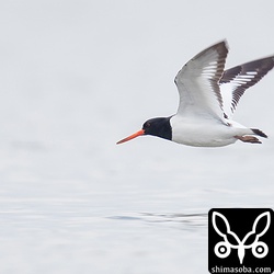 ミヤコドリの翼の下面は真っ白。