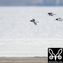 ミヤコドリ飛翔。晴れてたらなー。