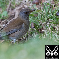 シロハラのオス。散歩の人が近くを歩いても逃げない個体でした。
