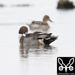 オナガガモのオス。