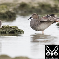 オカヨシガモのオス。