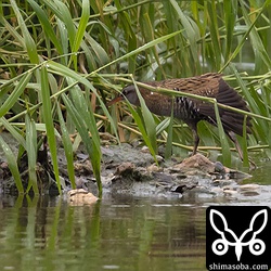 翼を伸ばしてくれた!!