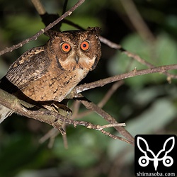 ご多分に洩れず、人を恐れないのんびりしたリュウキュウオオコノハズクでした。本土のオオコノハズクはどうなんだろう?