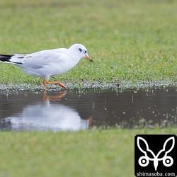 ユリカモメは芝生にできた水たまりで遊んでいました。第2回冬羽。