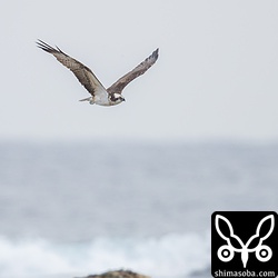 ミサゴは数羽が入れ替わりでやって来ます。