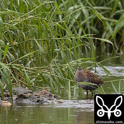 クイナの正面顔。なんて愛嬌のある顔なんだ!!