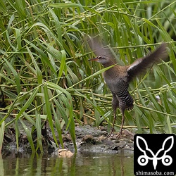 クイナの下半身は `オオクイナ <https://shimasoba.com/blog/photo/tag/オオクイナ/>`_ っぽい。