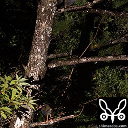 全体像はこんな感じ。カップルなのだろうか?