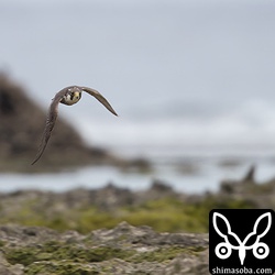 カモに向かって飛んでくるハヤブサ。