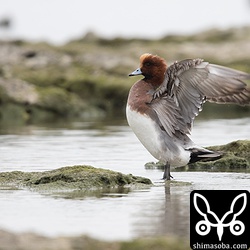 ヒドリガモのオス。