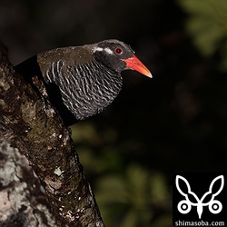 上の個体と同じ木をねぐらにしていたヤンバルクイナ。