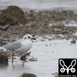 ズグロカモメ成鳥冬羽。ズグロカモメは3羽いました。