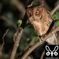 新たな場所で見つけたリュウキュウオオコノハズク 。