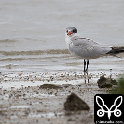 目の前の砂地に降り立った。