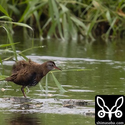 水浴びをした後、体を震わせるクイナ。