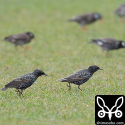 バラムクドリを探したのですが、ムクドリの群れに混ざっていたのはホシムクドリが数羽。