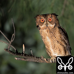 オオコノハズクが営巣できそうな場所がいくつもあるので、もしかしたらここで繁殖しているのかも。