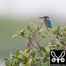 河口にはカワセミが2羽居着いています。これはオス。
