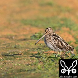 朝日を浴びるタシギ。