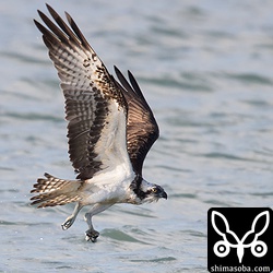 上の続き。空振りに終わり恨めしそうにこちらを見る。^^;