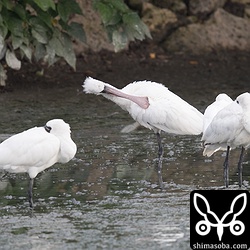 三角池にはクロツラヘラサギは十数羽休んでいました。