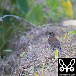 シロハラも少しだけいました。