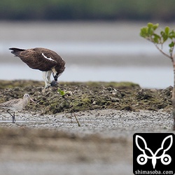 食事中のミサゴの前を横切るオオソリハシシギ。