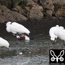 救護個体のJ15とE24も元気に越冬しています。