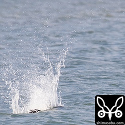 勢いよく飛び込み、1メートルほど潜るミサゴ。