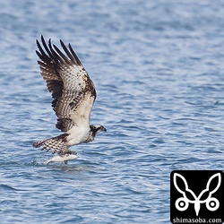 こちらは大きなクロダイ? を掴みましたが重すぎて飛び上がれず、途中でリリースしていました。