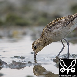 ムナグロの群は目の前で餌探し。