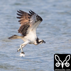 中型のボラを捕まえました。