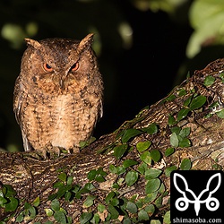 感じのいい枝に止まってくれたけど、表情が悪い。怒ってるわけではないんだけどね…。^^;