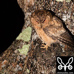 上の写真の個体とペア。オオコノハズクの雌雄はどうやって判別するのだろうか? こちらの個体の方はさらに人馴れしています。