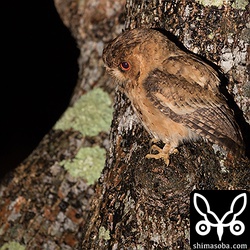 オオコノハズクは、雨に誘われて現れるカエルなどを狙っている。