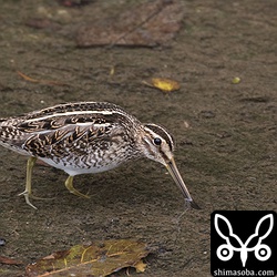 水路の底に嘴を差し込み小さなミミズのような獲物を捕まえていた。