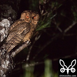 さらにもう1ペア発見。オオコノハズクには珍しく、少し高い場所に止まっていた。光が届かなかったので、露出補正で数段持ち上げてあるのでノイズだらけになってしまった。