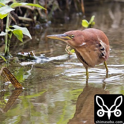 リュウキュウヨシゴイのオス。20メートルほど離れていたらほとんど警戒されることもありません。
