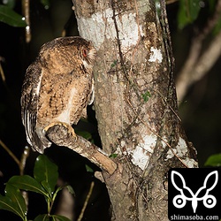 上の個体とペア。人馴れしていないようでこんな写真しか撮らせてくれなかった。^^;