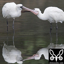 クロツラヘラサギがお互いに羽繕い。
