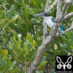 このメヒルギの枝もお気に入り。またカニを捕まえた。