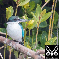 くちばしも泥だらけ。カニを呑み込みしばし休憩。来月ごろには繁殖地へ旅立つのだろうか。