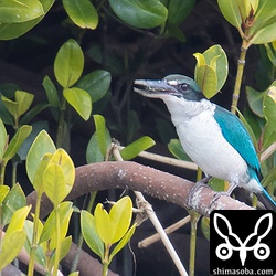 カニは足がついたまま丸呑みにします。