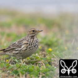 先週は、ムネアカタヒバリ4羽ほどいましたがきょうは、2羽だけでした。