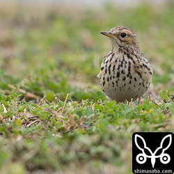 スズメに混じって餌を探していたムネアカタヒバリ。
