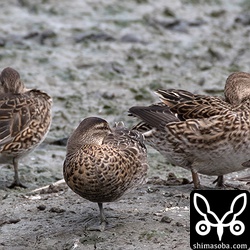探してる時はこんな感じでコガモたちと休んでいた。