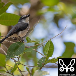 数羽の群れで移動しているようで、時折「ヒリリー」っと鳴き交わしていた。