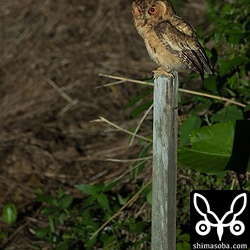 畑の杭にとまるオオコノハズク。見つけたときは遠かったけど、しばらくすると近くまでやってきた。