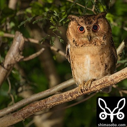 こちらは牧草地を囲むギンネムの木に止まっていた。牧草地に住むネズミでも狙っているのだろうか。
