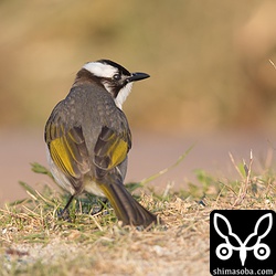 シロガシラたちも恋の季節を迎えているようで騒がしい。